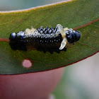 Eucalyptus tortoise Beetle