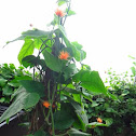 Gurania