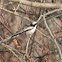 Long-tailed Tit