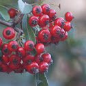 Toyon