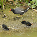 Common Moorhen