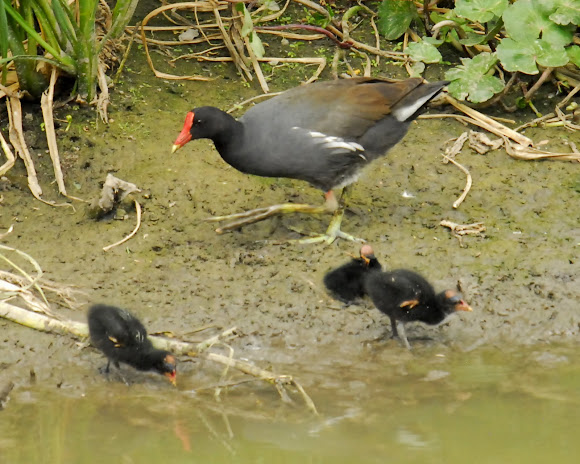 Spotting Image 1