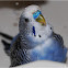 Budgerigar