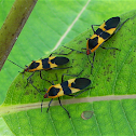 Large Milkweed Bug