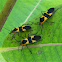Large Milkweed Bug