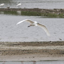 Little Egret