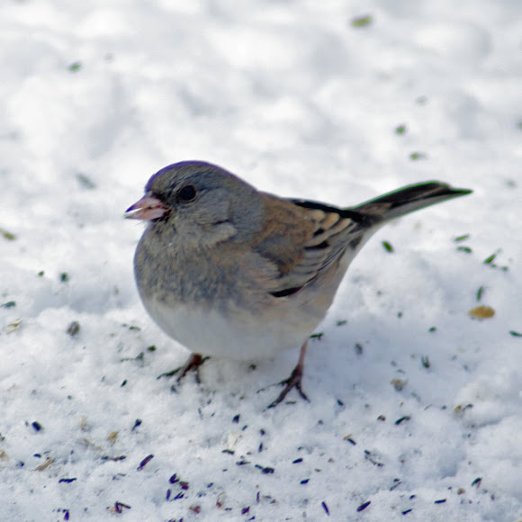 Spotting Image 1