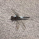 Unknown Dragonfly
