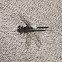 Unknown Dragonfly