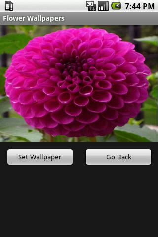 Flower Wallpapers