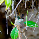 Cuban Emerald