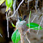 Cuban Emerald