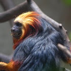 Mico-Leão-de-cara-dourada