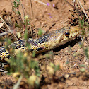 San Diego Gopher Snake