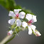 Pelargonium - Pelargonie