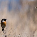 Stonechat; Tarabilla Común