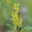 Indian Melliot