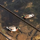 Two Mallards
