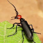Blister Beetle