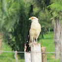 Yellow-headed Caracara / Chiriguare