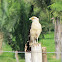 Yellow-headed Caracara / Chiriguare