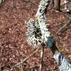 Lichen