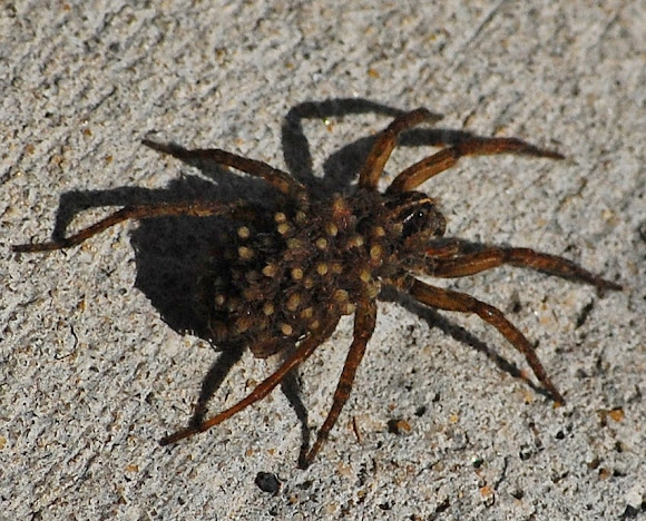 Spotting Image 1