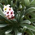 Iodine plant