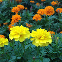 Day of the Dead Flower