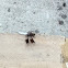 White Tail Dragonfly