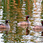 Australasian Grebe