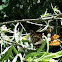 Lorquin's Admiral