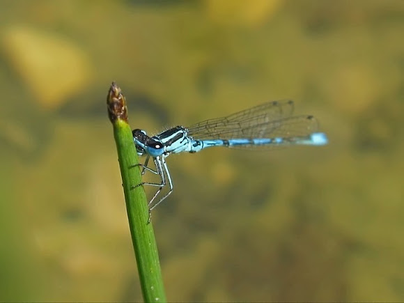 Spotting Image 1