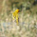 Cape Weaver
