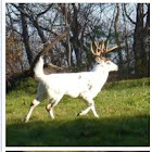 White tail deer