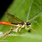 Sawfly