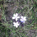 Mexican petunia
