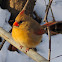 Northern Cardinal (Female)