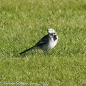 Pied Wagtail