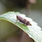 planthopper