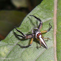 Two-striped jumper