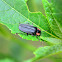 Black Firefly