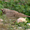 Thekla Lark, Gogujada Montesina