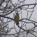 Green Woodpecker