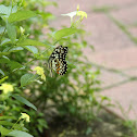 Common Lime butterfly