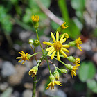 Groundsel