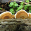 Ganoderma