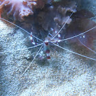 Coral Banded Shrimp