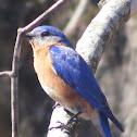Common blue bird