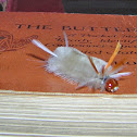 Sycamore Tussock Moth
